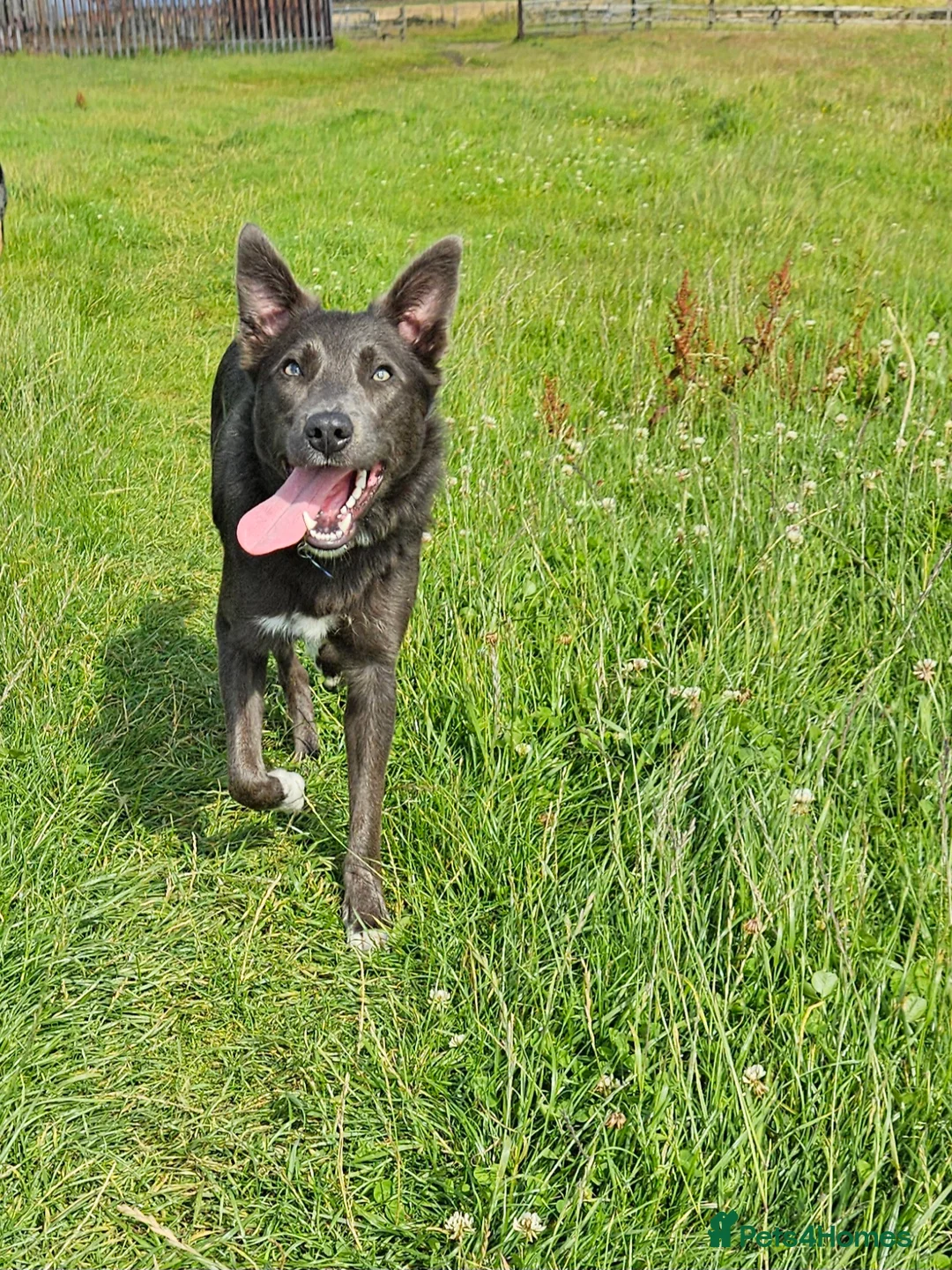 Border Collie dogs for stud: 💙Mr Blue 💙 - Advert 4