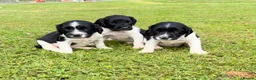 English Springer Spaniel dogs for sale: KC Working Springer Springer Puppies - Advert 4