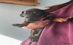 Dobermann dogs for sale:  European Doberman puppies. in Torquay - Image 37