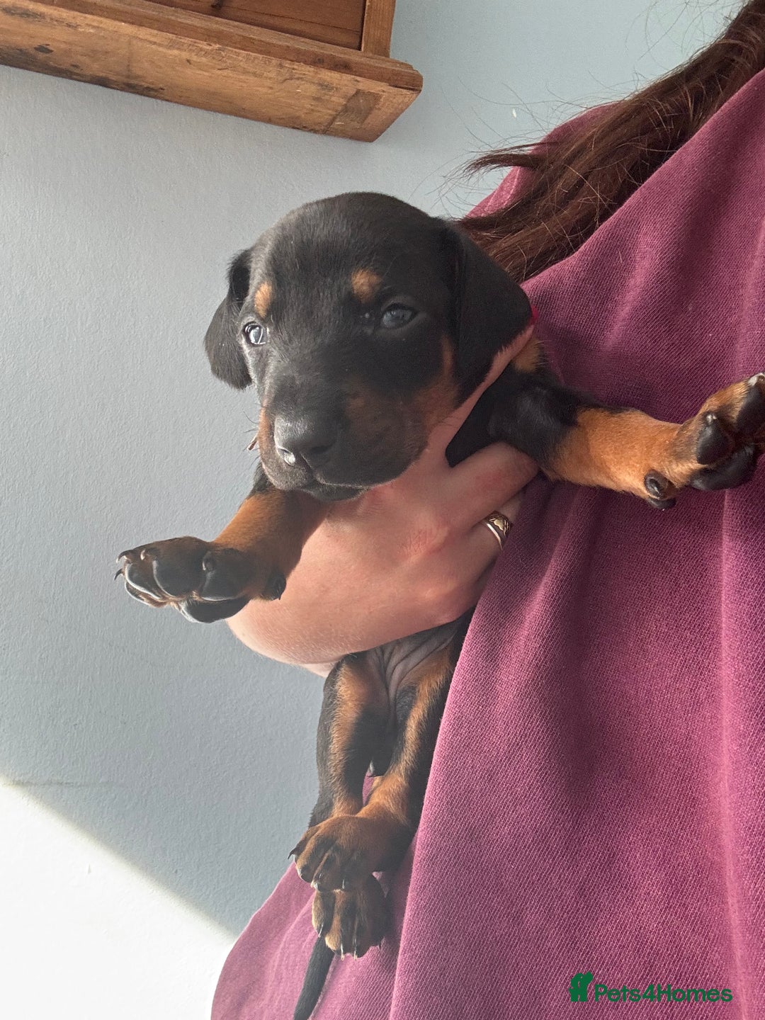 Dobermann dogs for sale:  European Doberman puppies. in Torquay - Image 37