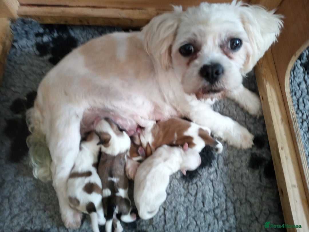 Lhasa Apso dogs for sale: LHASA APSO PUPPIES - Image 3