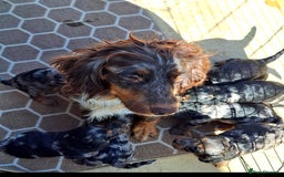 Cockapoo dogs for sale: Cockapoo puppies f1 Rare exceptional litter!!!!♥️ - Image 4