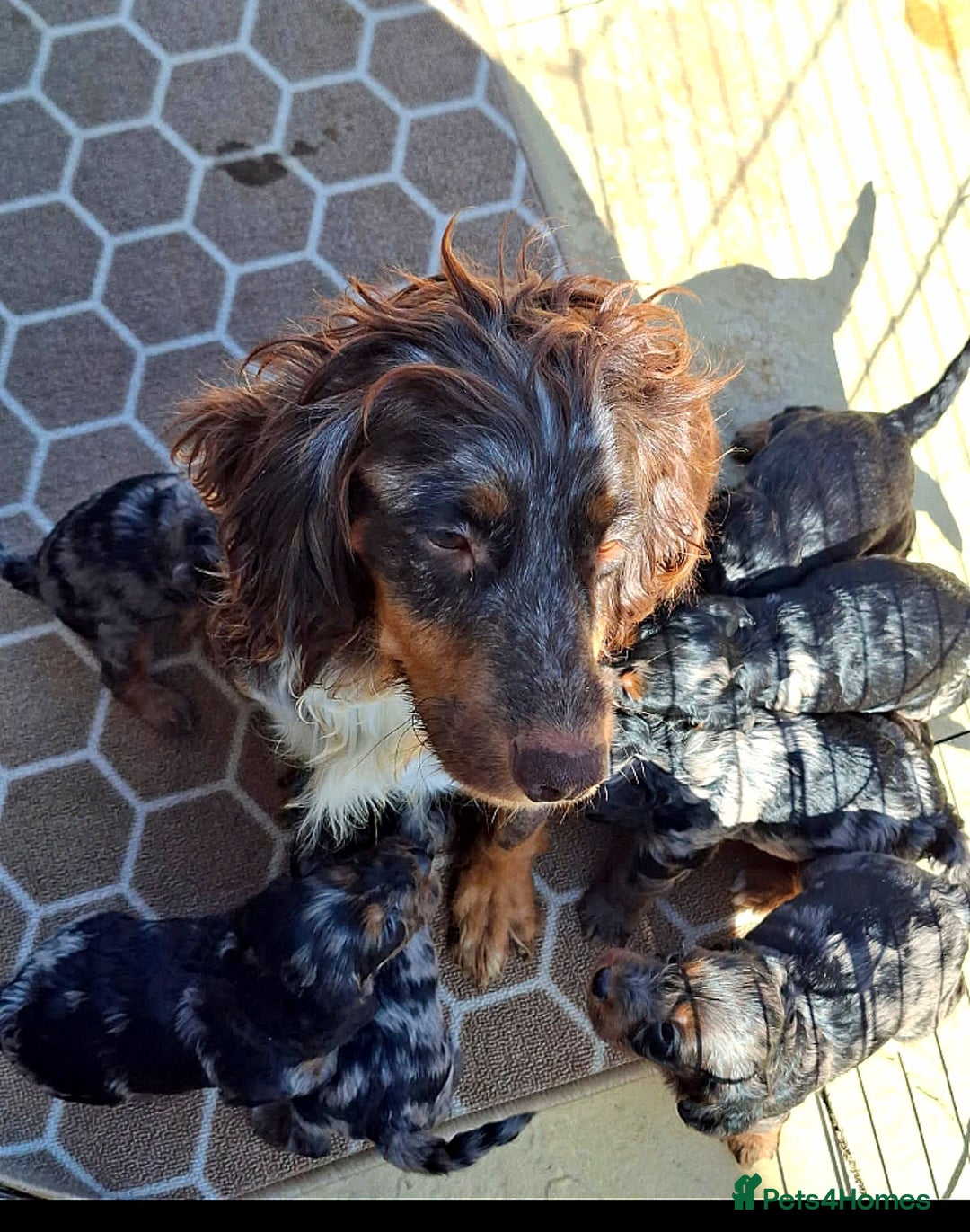 Cockapoo dogs for sale: Cockapoo puppies f1 Rare exceptional litter!!!!♥️ - Image 4