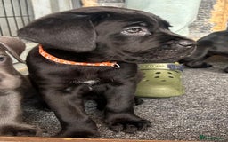 Cane Corso dogs for sale: Cane corso - Image 4
