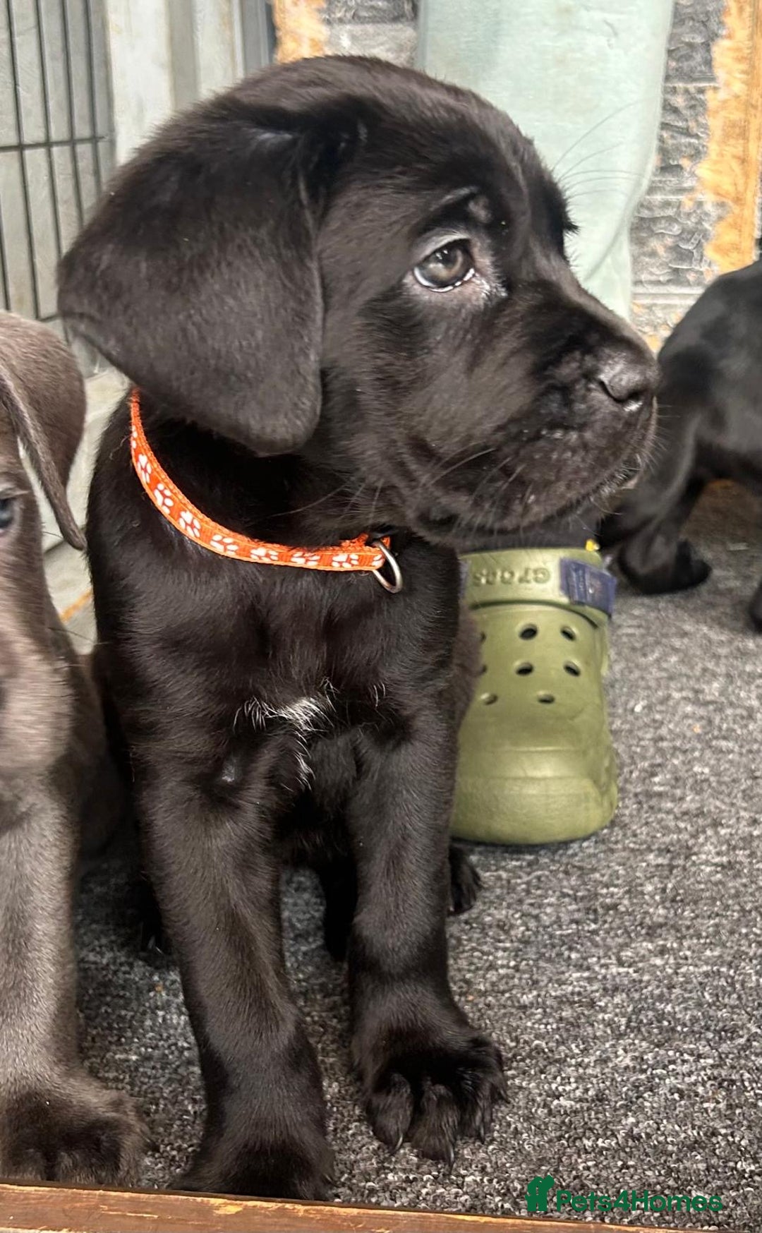 Cane Corso dogs for sale: Cane corso - Image 4