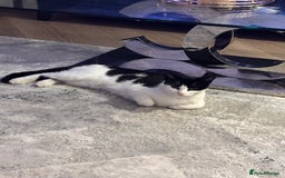Domestic Shorthair cats for sale: Beautiful Domestic Cats-Mum,Dad&3 Adorable Kittens - Image 14