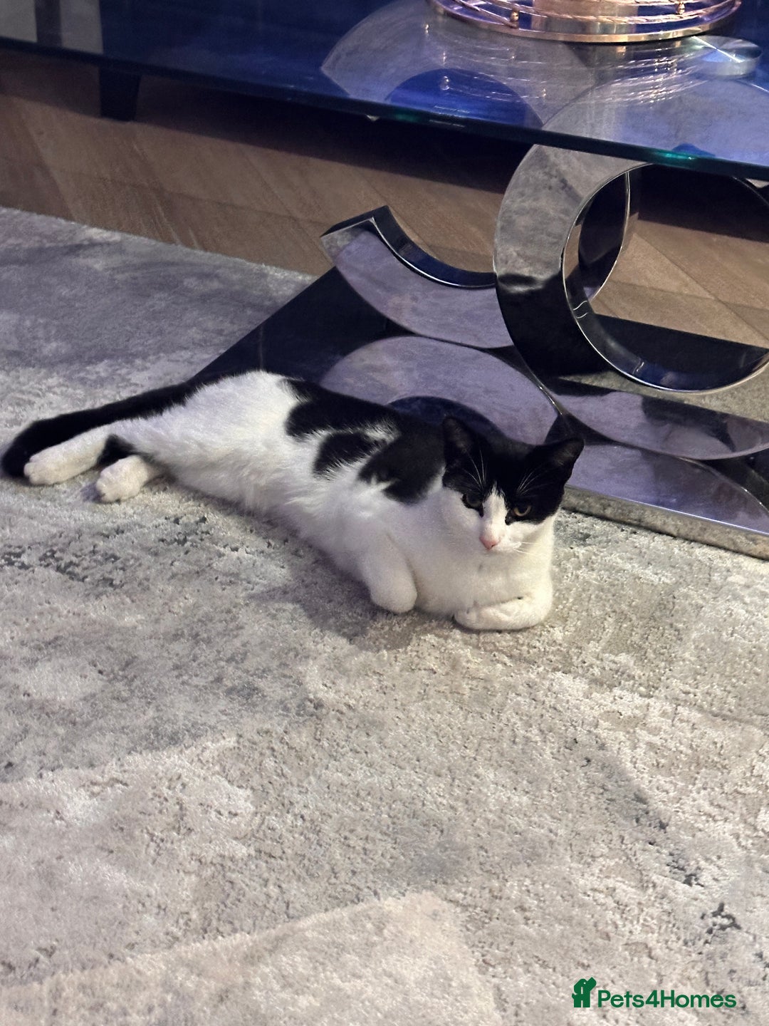 Domestic Shorthair cats for sale: Beautiful Domestic Cats-Mum,Dad&3 Adorable Kittens - Image 14