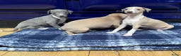 Italian Greyhound dogs for sale: The Most AMAZING colours! - Advert 19