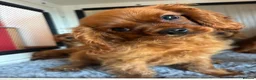 Cavalier King Charles Spaniel dogs for sale: Cavalier King Charles  - Advert 22