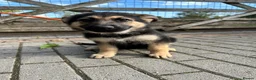 German Shepherd dogs for sale: GERMAN SHEPHERD PUPPIES 4 BOYS & 2 GIRLS - Advert 9