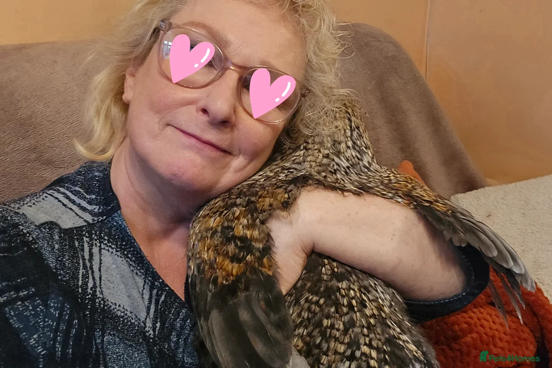 Chickens poultry for sale: Tame blue-gold Araucana cross boy - Advert 5