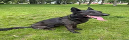 Mixed Breed dogs for sale: Dutch herder x German shepherd 3 years female  - Advert 4