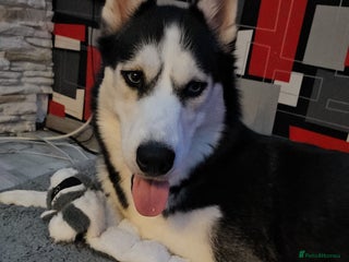 Siberian Husky dogs Siberian Husky Puppies - Advert 1