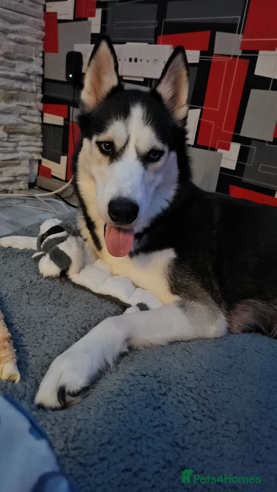 Siberian Husky dogs for sale: Siberian Husky Puppies  - Advert 1