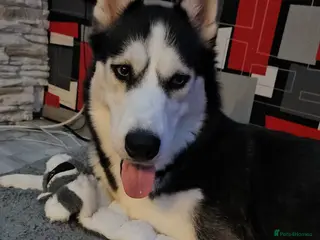 Siberian Husky dogs Siberian Husky Puppies - Advert 14