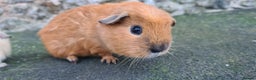 Guinea Pig rodents for sale: Californian male guinea pigs  - Advert 6