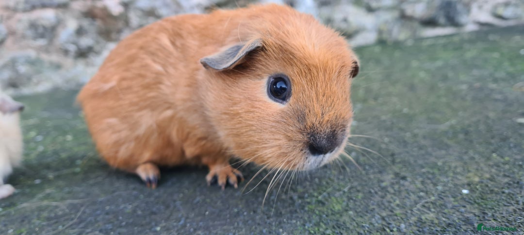 Guinea Pig rodents for sale: Californian male guinea pigs  - Advert 6
