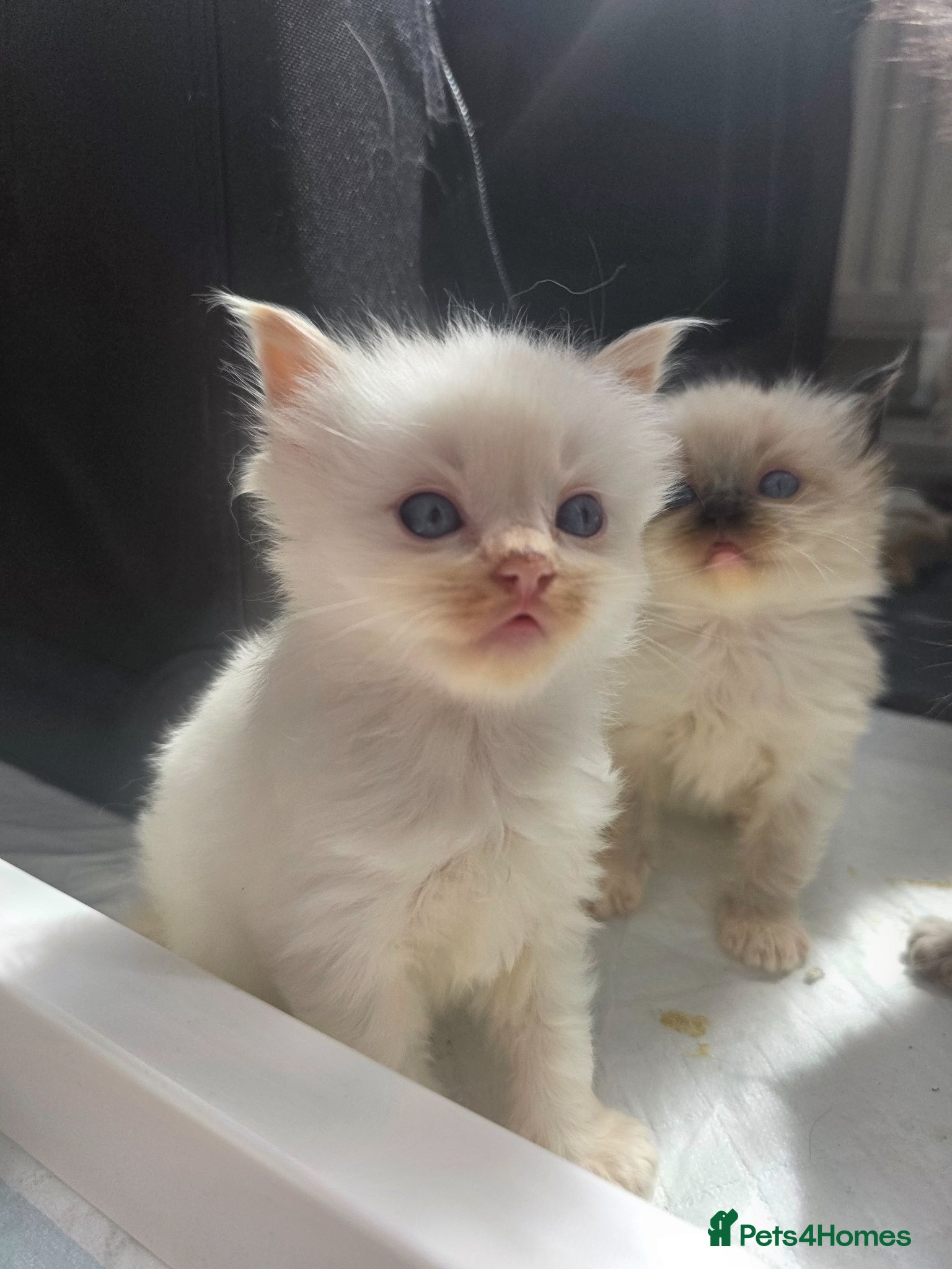 Ragdoll cats Health Tested Ragdoll Babies - Advert 16