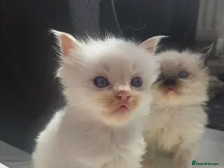 Ragdoll cats Health Tested Ragdoll Babies - Advert 18