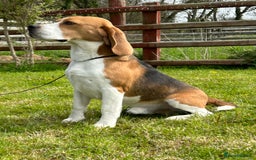 Beagle dogs for stud: CHAMPION BREEDING, DNA TESTED CLEAR BEAGLE STUD in Cardigan - Image 2
