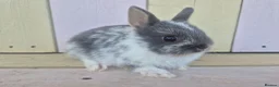 Netherland Dwarf rabbits for sale: 💜 PRETTIEST COLOURED NETHERLAND DWARF BABIES 💜 - Advert 15