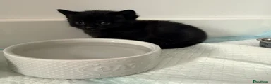 Maine Coon Kitten 2