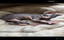 Sphynx cats for sale: Donskoy Sphynx Kittens - Image 27
