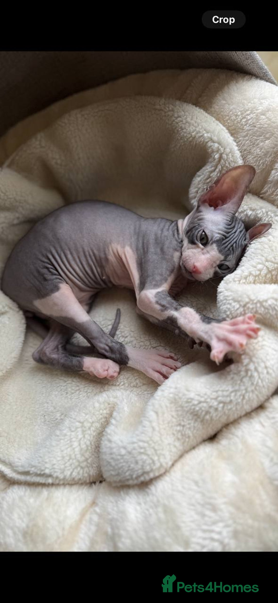 Sphynx cats for sale: Donskoy Sphynx Kittens - Image 27