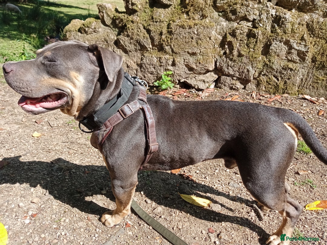 American Bully dogs for sale: American bully  - Image 8