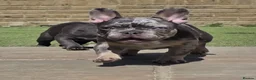 French Bulldog dogs for sale: REDUCED Stunning French Bulldog Pups  - Advert 3