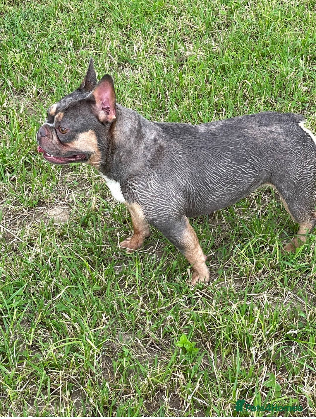 French Bulldog dogs for sale: French bulldog pups - Advert 1