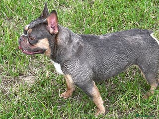 French Bulldog dogs French bulldog pups - Advert 17