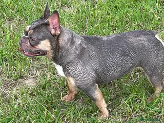 French Bulldog dogs French bulldog pups - Advert 6