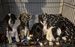 Lhasa Apso dogs for sale: Lhaso Apso Puppies  - Image 2