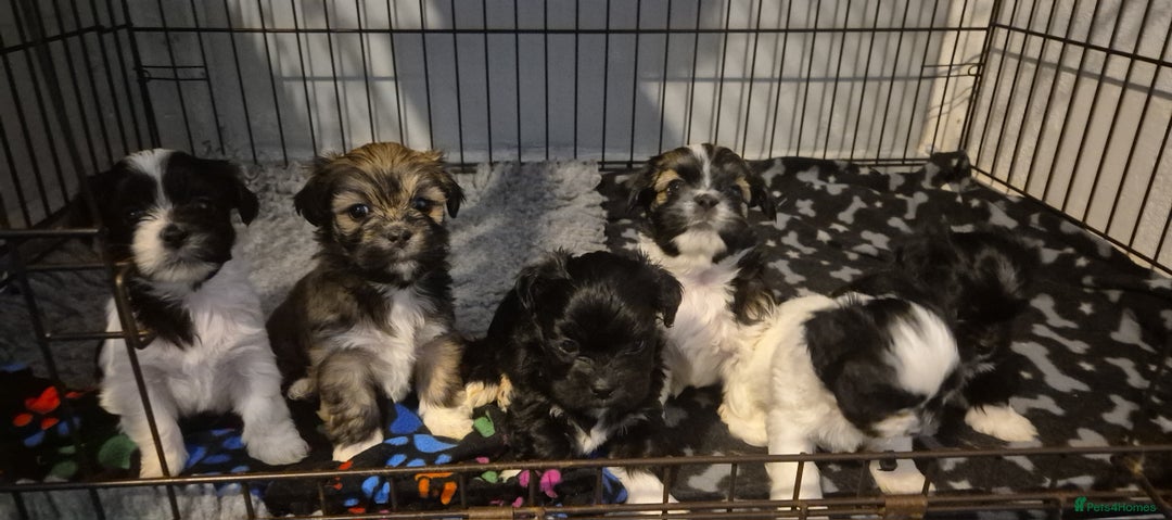 Lhasa Apso dogs for sale: Lhaso Apso Puppies  - Image 2
