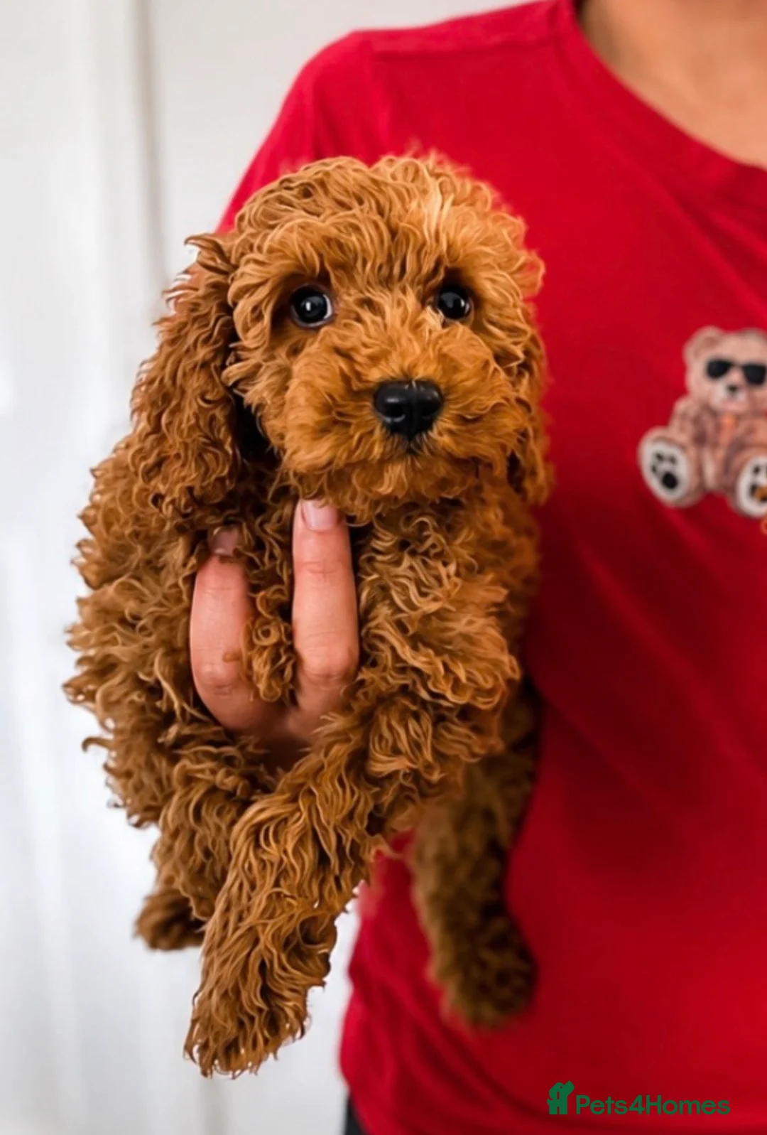 Cockapoo dogs for sale: Cockapoo puppies ready to leave  in Sunderland - Advert 5