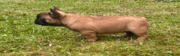 French Bulldog dogs for sale: Champion sired health tested standard line French  in Doncaster - Advert 3