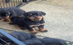 Rottweiler dogs for sale: AMAZING FULL PEDIGREE ROTTWEILER PUPPIES - Image 4