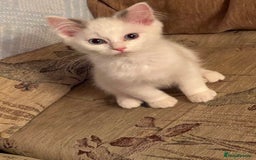 Ragdoll cats for sale: Beautiful Ragdoll kittens - Image 1