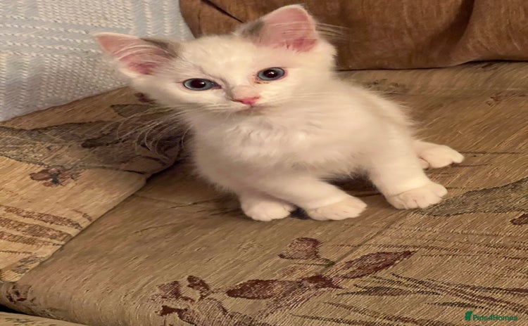 Ragdoll cats - Advert 11