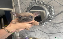 French Bulldog dogs for sale: French bulldog puppies 3 boys 2 girls  - Image 3