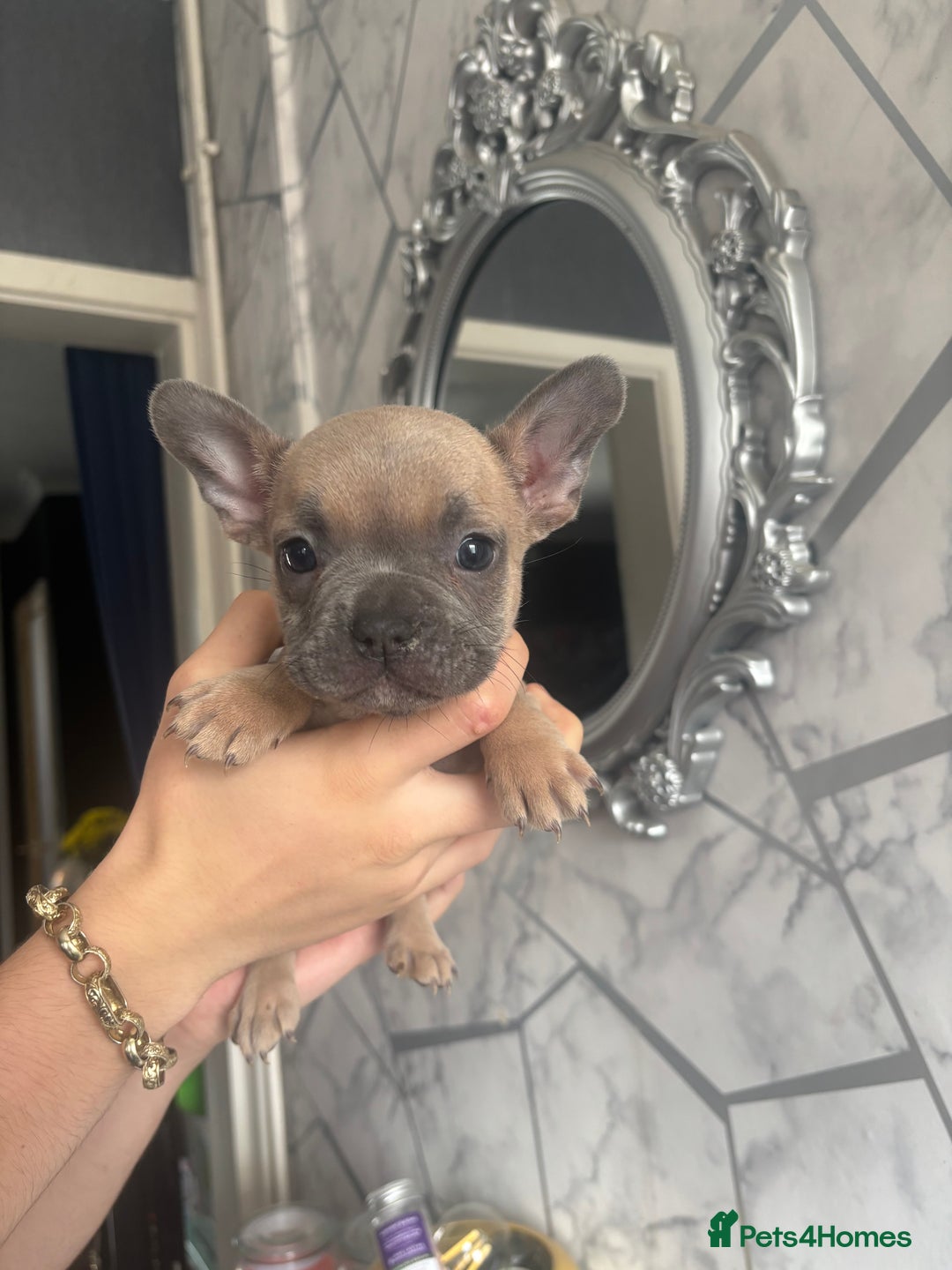 French Bulldog dogs for sale: French bulldog puppies 3 boys 2 girls  - Image 3