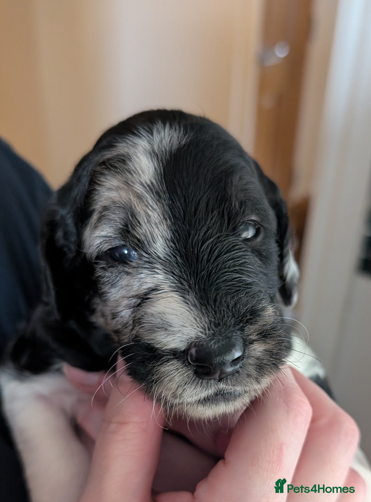 Labradoodle dogs for sale: Unique Labradoodles - Merle, Phantom, Black, Red - Advert 33