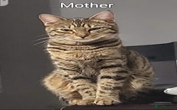 Scottish Fold cats for sale: Beautiful Scottish fold/straight ears kittens 😸  - Image 8