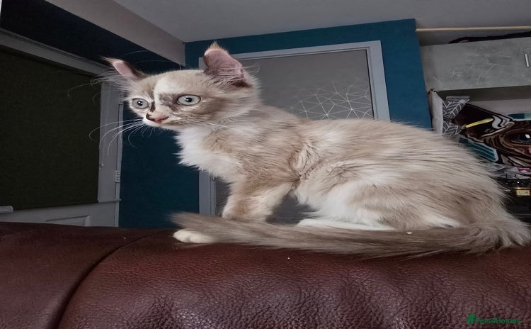 Mixed Breed cats - Advert 13