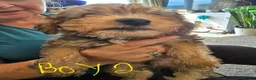 Jackapoo dogs for sale: Jackapoo puppies 🐶  - Advert 2