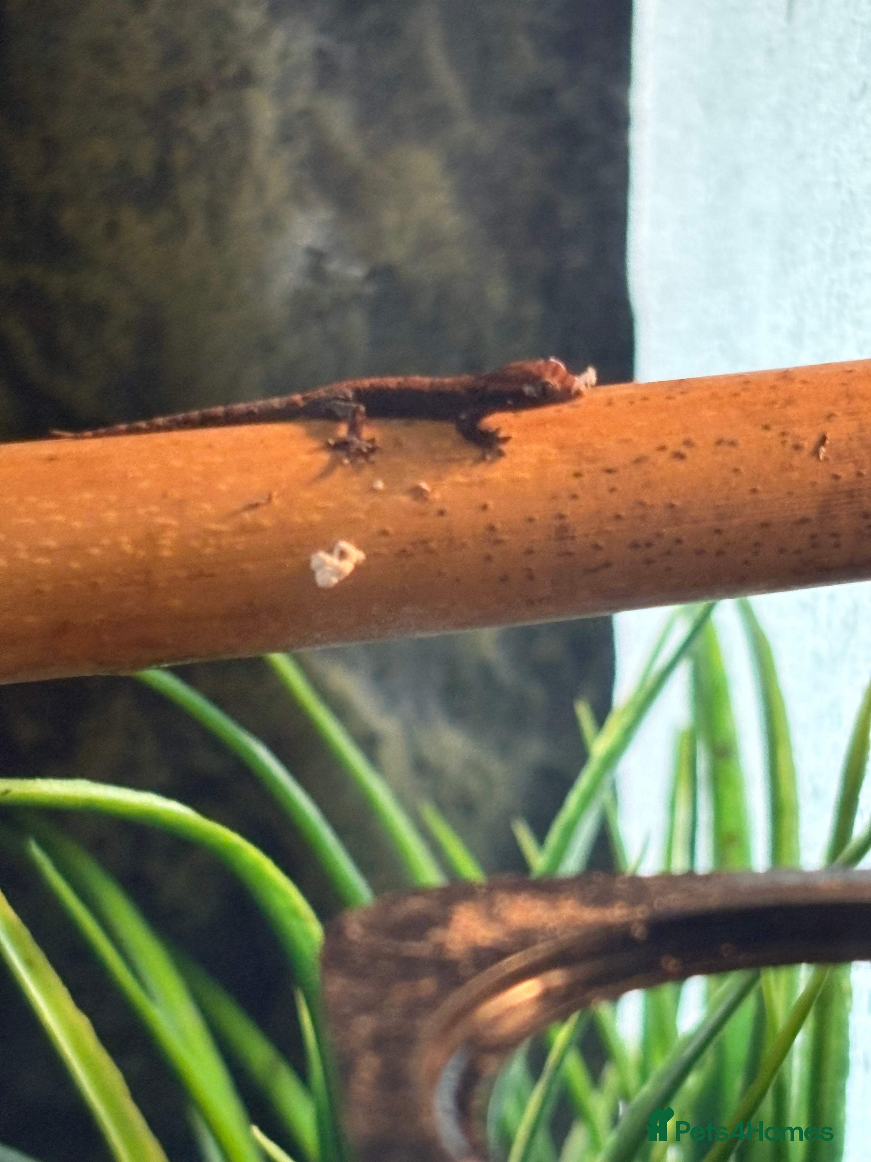 Gecko reptiles Mourning Geckos with full set up - Advert 11