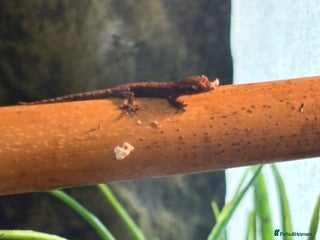 Gecko reptiles Mourning Geckos with full set up - Advert 1