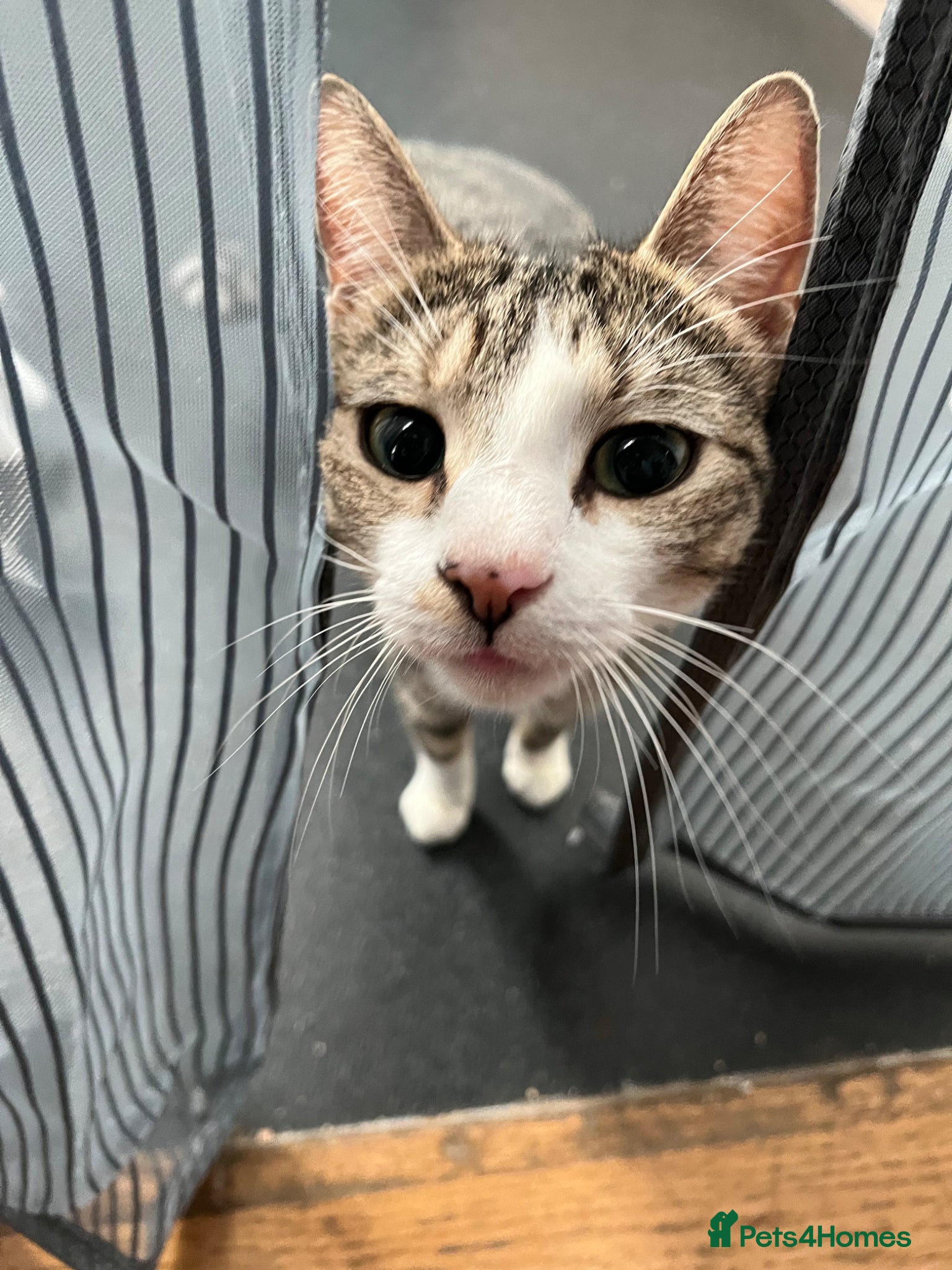 Mixed Breed cats Adult cats  - Advert 4