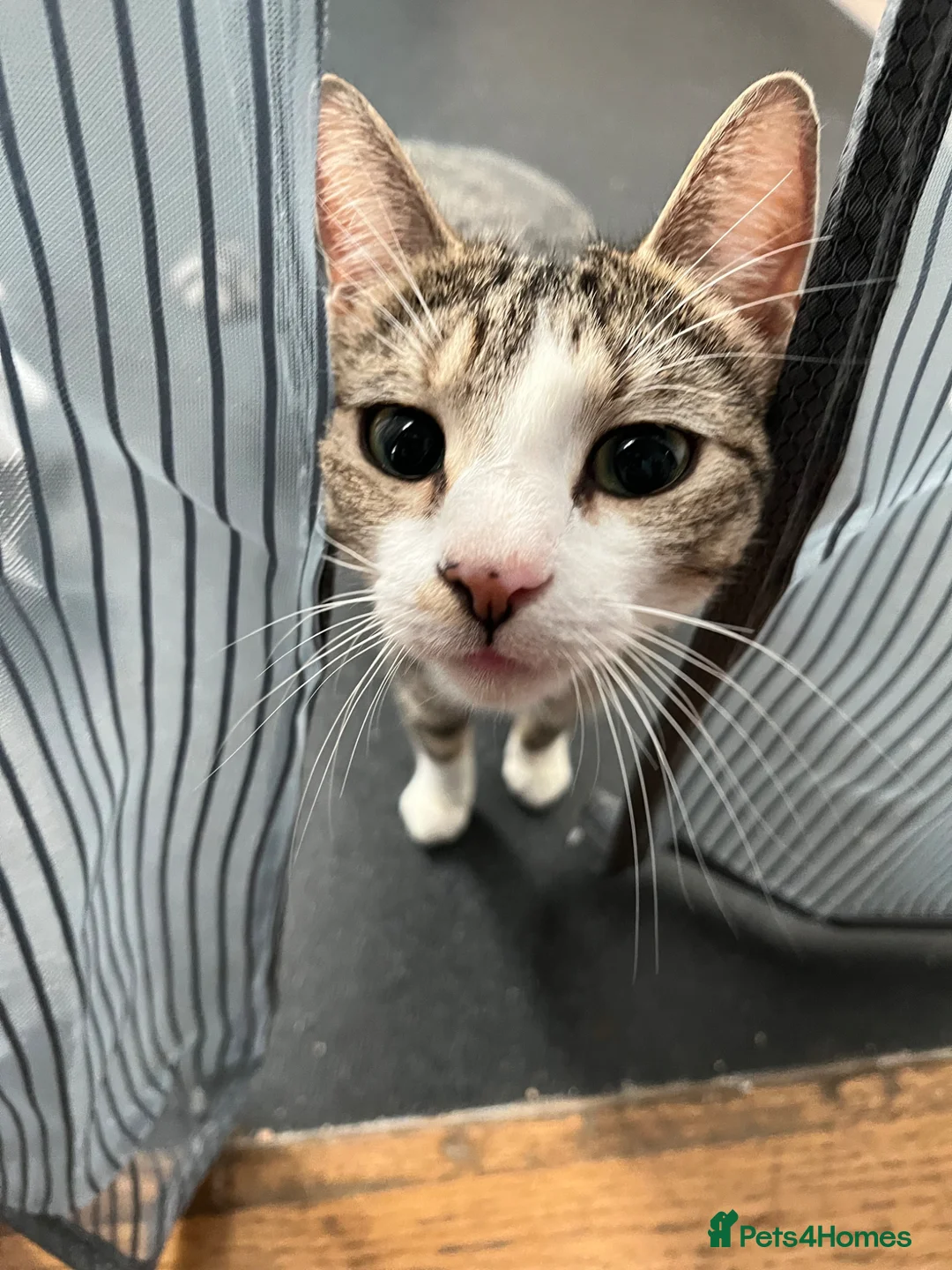 Mixed Breed cats for sale: Adult cats  - Advert 1